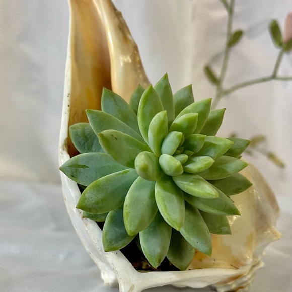 Meet your Posher, Tonya - Picture 10 of 11